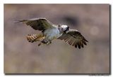 Visarend - Osprey