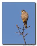 Torenvalk - Kestrel
