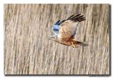 Bruine Kiekendief - Marsh Harrier