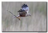 Bruine Kiekendief - Marsh Harrier