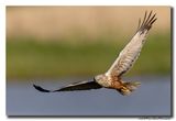 Bruine Kiekendief - Marsh Harrier