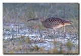 Wulp - Curlew