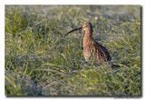 Wulp - Curlew