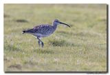 Regenwulp - Whimbrel