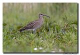 Regenwulp - Whimbrel
