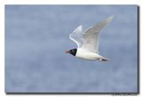 Zwartkopmeeuw - Mediterranean Gull