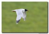 Zwartkopmeeuw - Mediterranean Gull