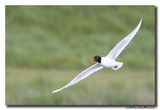 Zwartkopmeeuw - Mediterranean Gull