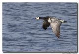 Brandgans - Barnacle Goose