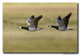 Brandgans - Barnacle Goose