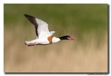 Bergeend - Shelduck
