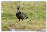 Rotgans - Dark-bellied Brent Goose