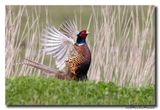Fazant - Pheasant