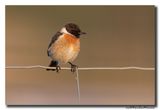 Roodborsttapuit - Stonechat