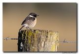 Roodborsttapuit - Stonechat
