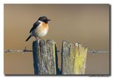 Roodborsttapuit - Stonechat
