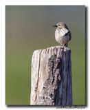 Graspieper - Meadow Pipit
