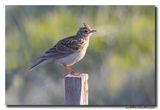 Veldleeuwerik - Skylark