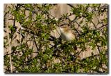 Rietzanger - Sedge Warbler