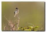 Rietgors - Reed Bunting