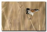 Rietgors - Reed Bunting