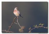 Kneu - Linnet