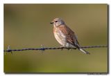 Kneu - Linnet