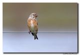 Kneu - Linnet