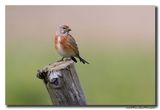 Kneu - Linnet