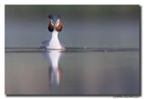 Fuut - Great Crested Grebe
