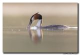 Fuut - Great Crested Grebe