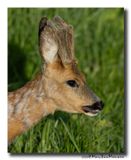 Ree - Roe deer