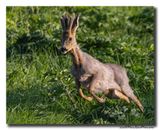 Ree - Roe deerRee - Roe deer