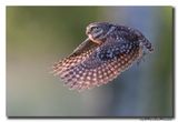 Steenuil - Little Owl