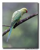 Halsbandparkiet - Rose-ringed Parakeet