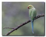 Halsbandparkiet - Rose-ringed Parakeet
