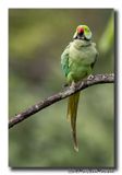 Halsbandparkiet - Rose-ringed Parakeet