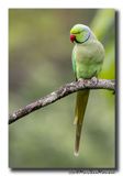 Halsbandparkiet - Rose-ringed Parakeet
