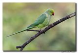 Halsbandparkiet - Rose-ringed Parakeet