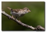Huismus - House Sparrow