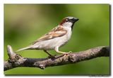 Huismus - House Sparrow