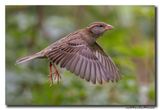 Huismus - House Sparrow