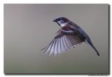 Huismus - House Sparrow