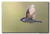 Huismus - House Sparrow