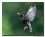 Spreeuw - Starling