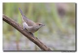 Zwartkop - Blackcap