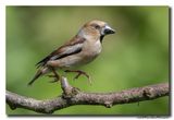 Appelvink - Hawfinch