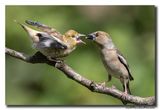 Appelvink - Hawfinch