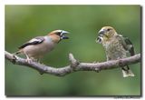 Appelvink - Hawfinch