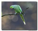 Halsbandparkiet - Rose-ringed Parakeet